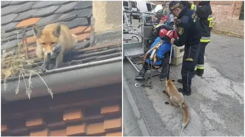 Świdnica. Lis utknął na dachu budynku. "Współpracował z ratownikami"