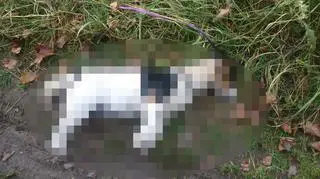 Powieszonego na drzewie psa znaleziono w lesie na terenie Jeleniej Góry
