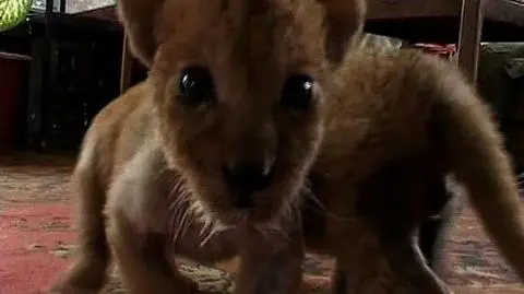 Lwiątka wolą pod dachem...