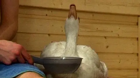 Poczuć się jak gęś w saunie