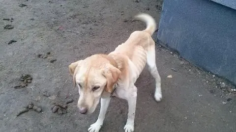 Zagłodzony labrador został odebrany właścicielom