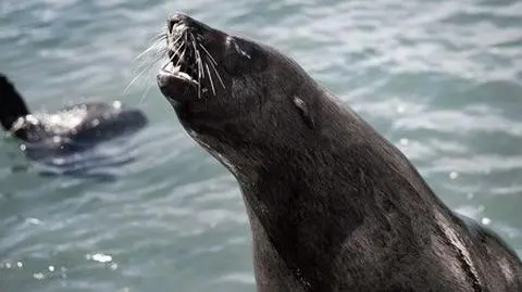 "Panie władzo, foka na kocu!"