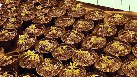 Wietnamska plantacja konopi