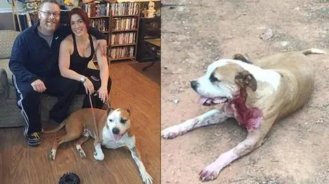 Niesamowity wyczyn bezdomnego psa