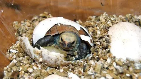 Żółwim tempem po sałatę. Najmłodsi mieszkańcy zoo 