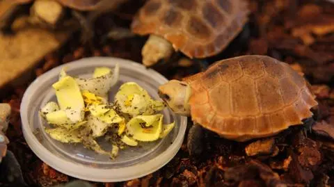 Żółwie żółtogłowe z wrocławskiego zoo 