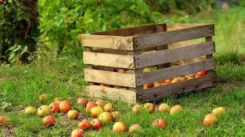 Mężczyźni mieli pracować na plantacji jabłek