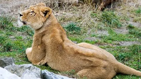 Nowa para w krakowskim zoo. "Jest komitywa"