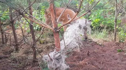 Leśniczy uratowali daniela. Zaplątał się w sznur