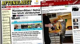 Szczur mierzył blisko 40 cm długości 