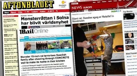 Szczur gigant w Sztokholmie. "Nawet kot się go przestraszył" 