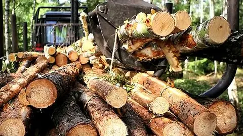 Minister Środowiska tłumaczy wycinkę masowym występowaniem kornika atakującego świerki