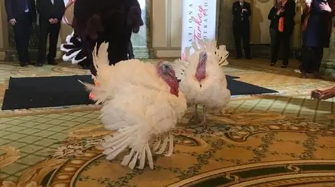 Święto Dziękczynienia 2018. Donald Trump "ułaskawi" parę indyków