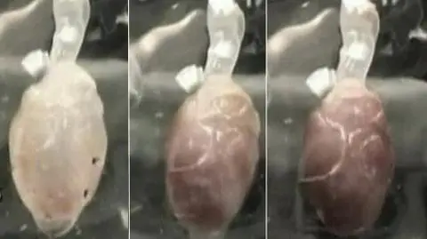 Serce szczura z probówki