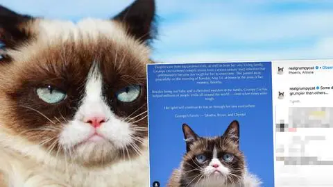 Grumpy Cat nie żyje. Zrzędliwy Kot miał 7 lat