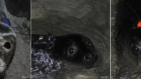 Trzy podkurowane w fokarium foki wypuszczono do Bałtyku