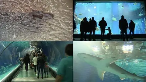 "Nagle przepływa nad nami płaszczka albo żółw". Afrykarium otwarte, szklany tunel hitem