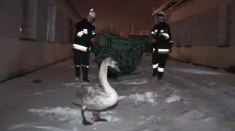 Łabądź wybrał się do pudła