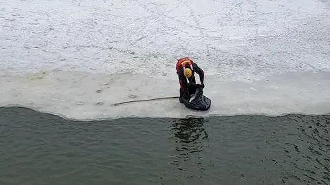 Ptasia grypa we Wrocławiu