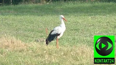 Chcą ratować bociana, poczekają do zimy