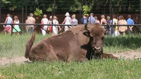 Dla Leppera bizon to krowa