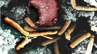 Rozesłali broń biologiczną