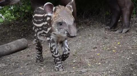 Tapir urodził się w poznańskim zoo. "Grzecznie chodzi za mamusią"
