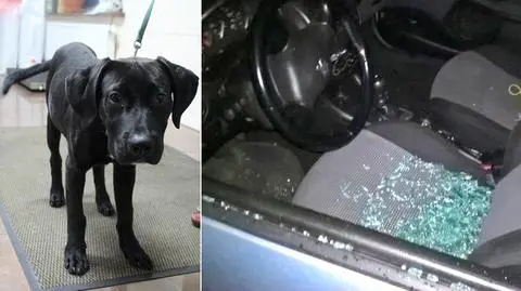 Policjanci i Ekostraż uratowali psiaka zamkniętego w samochodzie