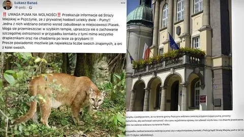 Mieszkańcy okolic Pszczyny widzieli pumę