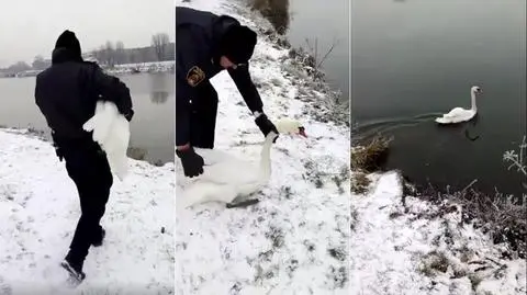 Kraków. Strażnicy miejscy uratowali łabędzia. "Zagrażał sobie i innym"