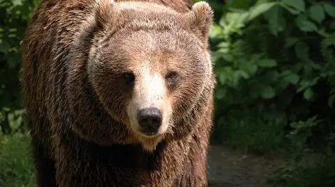 10 razy więcej niedźwiedzi na Podkarpaciu