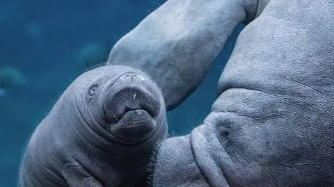 Samica manata urodziła się we wrocławskim zoo