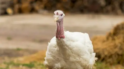 W gminie Uścimów w województwie lubelskim wykryto ogniska ptasiej grypy 