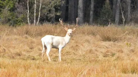 Daniel albinos w lesie na Pomorzu