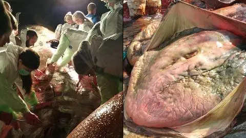Wieloryb o wielkim sercu. "Waży 110 kilogramów"