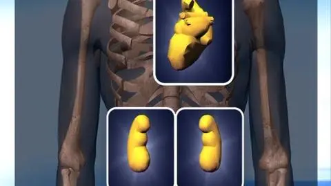 Brytyjczycy obowiązkowo dawcami organów