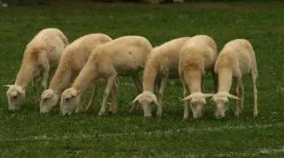 Jagnięta zostały zjedzone