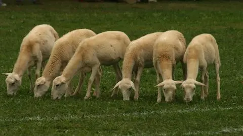 Ukradł owieczki, żeby je zjeść