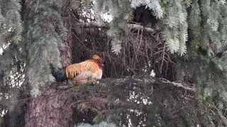 Zdolsiu - jak nazwali go księża - nocuje na drzewie