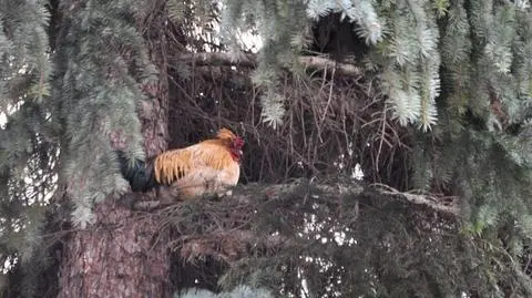 Kogut zamieszkał przy plebanii. Nocuje na drzewie