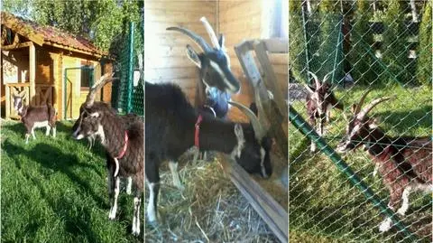 Zaginiona kózka odnaleziona, drwale wabili ją cukierkami
