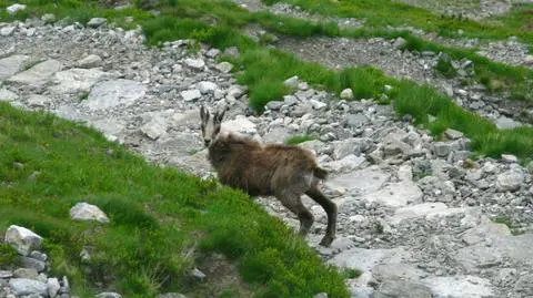 Kozice opanowały Tatry
