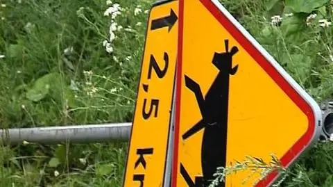 Wojewoda uratował krowę Borutkę