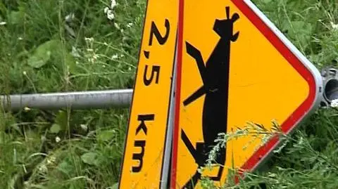 Borutka będzie żyła!