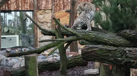 Poznańskie zoo realizuje strategię Putina? Radny pyta o to prezydenta
