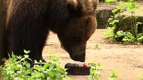 Tort misiowi bardzo smakował