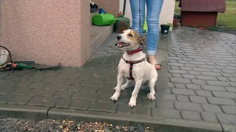 Przyjaciel poznany w potrzebie