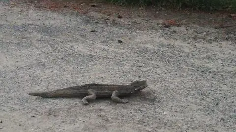 Świebodzice. Policja interweniowała w sprawie krokodyla