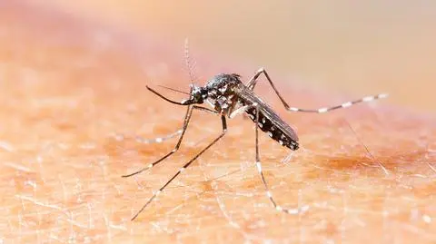 Floryda walczy z wirusem Zika. Ostrzeżenie dla kobiet w ciąży