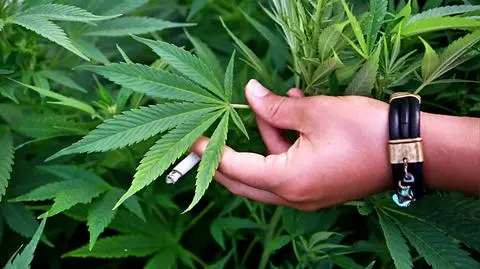 350 kg kokainy dziennie, ale to marihuana najpopularniejsza